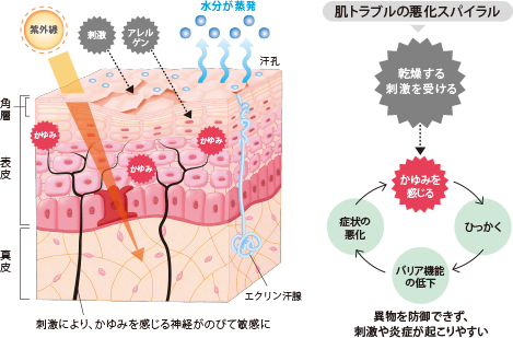 「かゆい」「しみる」「赤くなる」「カサつく」…。肌トラブルの悪循環が、起きがちな状態です。