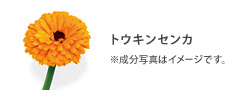 トウキンセンカ