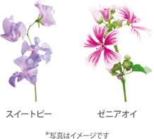 �X�C�[�g�s�[�A�[�j�A�I�C
