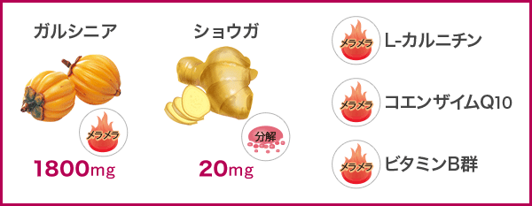 ガルシニア1800mg、ショウガ20mg、L−カルニチン、コエンザイムQ10、ビタミンB群