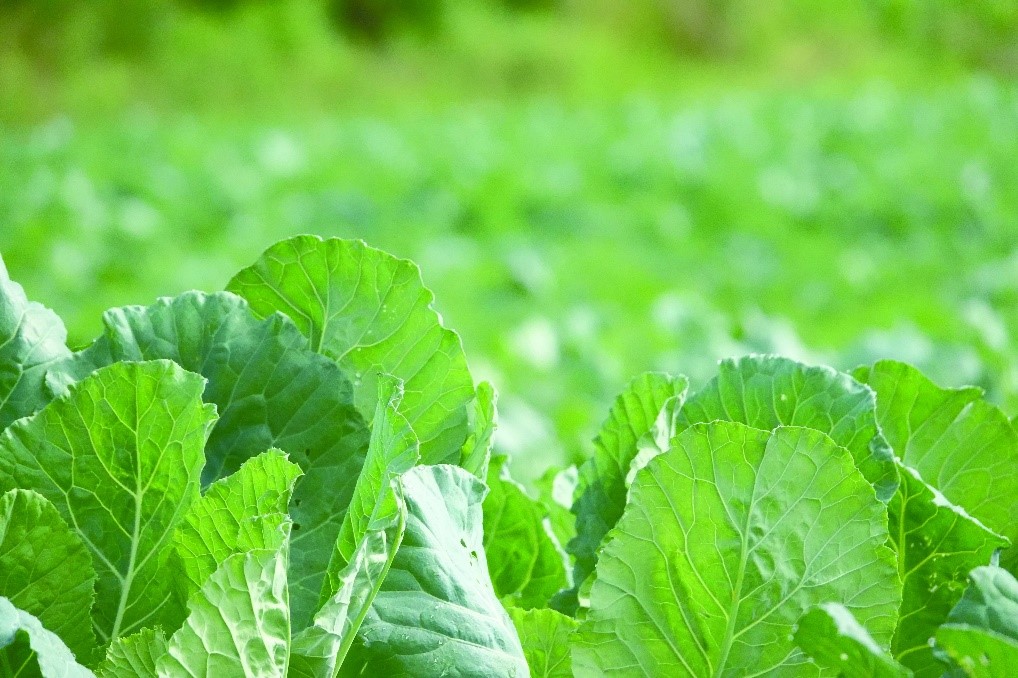 ケールってどんな野菜なの 気になるその味や栄養の秘密から毎日の生活に取り入れるコツ 健康食品通販のファンケルオンライン