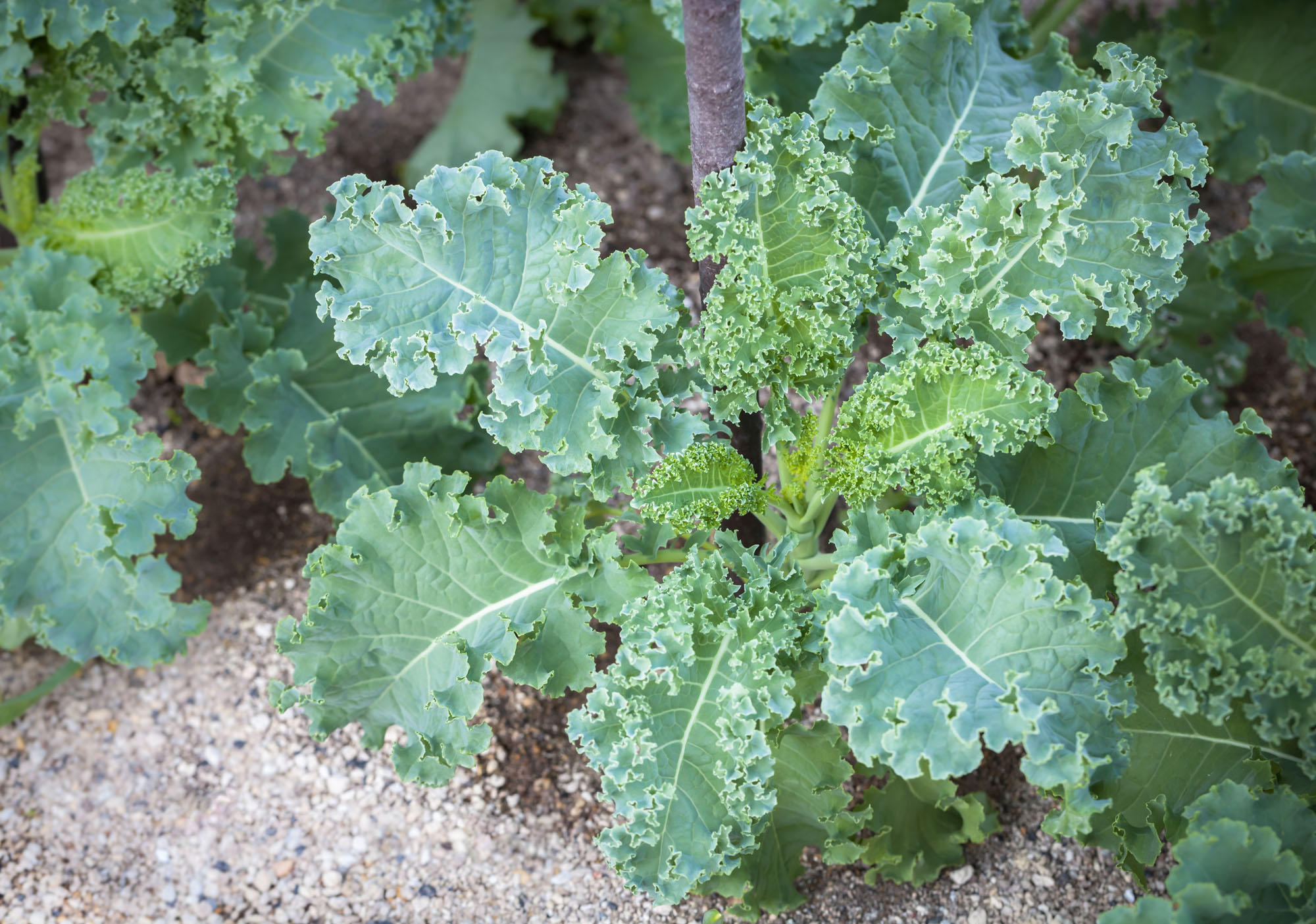 ケールってどんな野菜なの 気になるその味や栄養の秘密から毎日の生活に取り入れるコツ 健康食品通販のファンケルオンライン