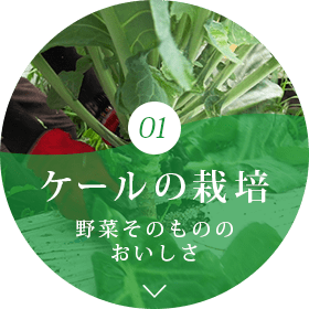 01 ケールの栽培 野菜そのもののおいしさ