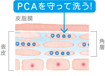 PCAを守って洗う！