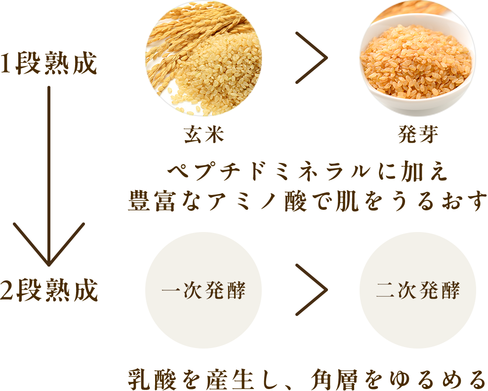 1段熟成→2段熟成　玄米＞発芽 ペプチドミネラルに加え 豊富なアミノ酸で肌をうるおす　一時発酵＞2時発酵 乳酸を産生し、角層をゆるめる