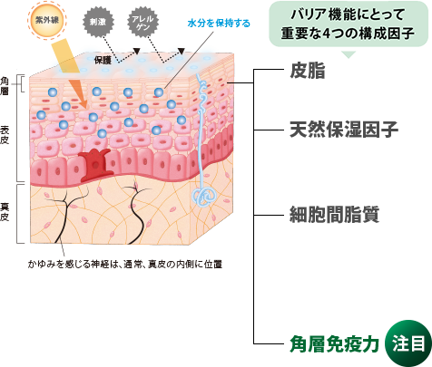 バリア機能にとって重要な４つの因子