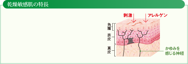 乾燥敏感肌の特徴