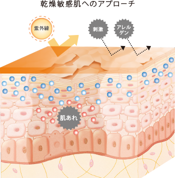 敏感肌へのアプローチ