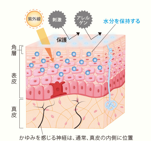 かゆみを感じる神経は、通常、真皮の内側に位置