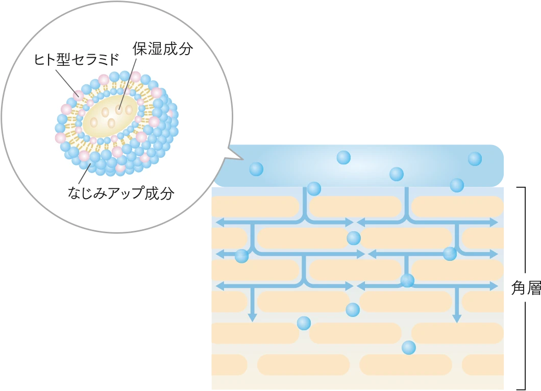 ヒト型セラミド 保湿成分 なじみアップ成分