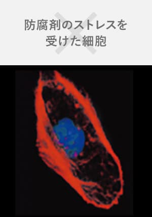 防腐剤のストレスを受けた細胞