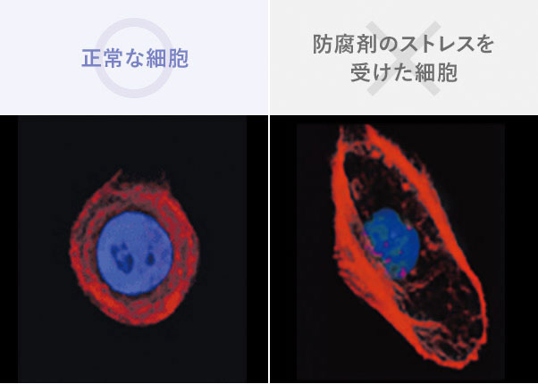 図：正常な細胞／防腐剤のストレスを受けた細胞