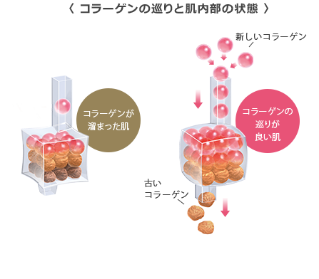 コラーゲンの巡りと肌内部の状態 コラーゲンが溜まった肌 新しいコラーゲン　コラーゲンの巡りが良い肌 古いコラーゲン