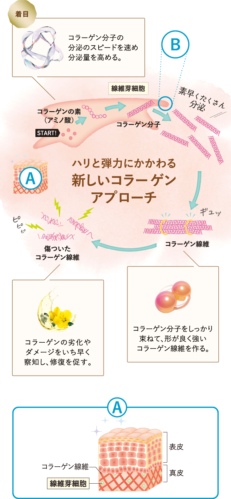 公式 エンリッチプラス Enrich スペシャルサイト 無添加化粧品通販のファンケルオンライン