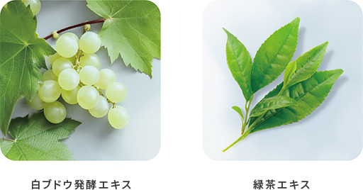 白ブドウ発酵エキス・緑茶エキス
