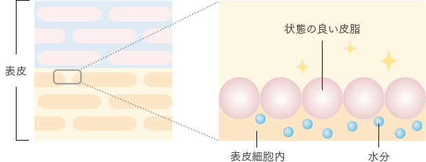 皮脂の質が良い場合