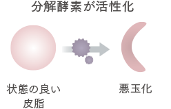 分解酵素が活性化