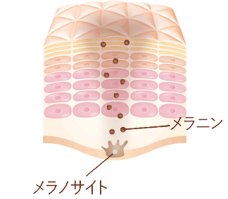 無添加スキンケアホワイトニング Whitening 無添加化粧品通販のファンケルオンライン 無添加スキンケアホワイトニング Whitening 無添加化粧品通販のファンケルオンライン