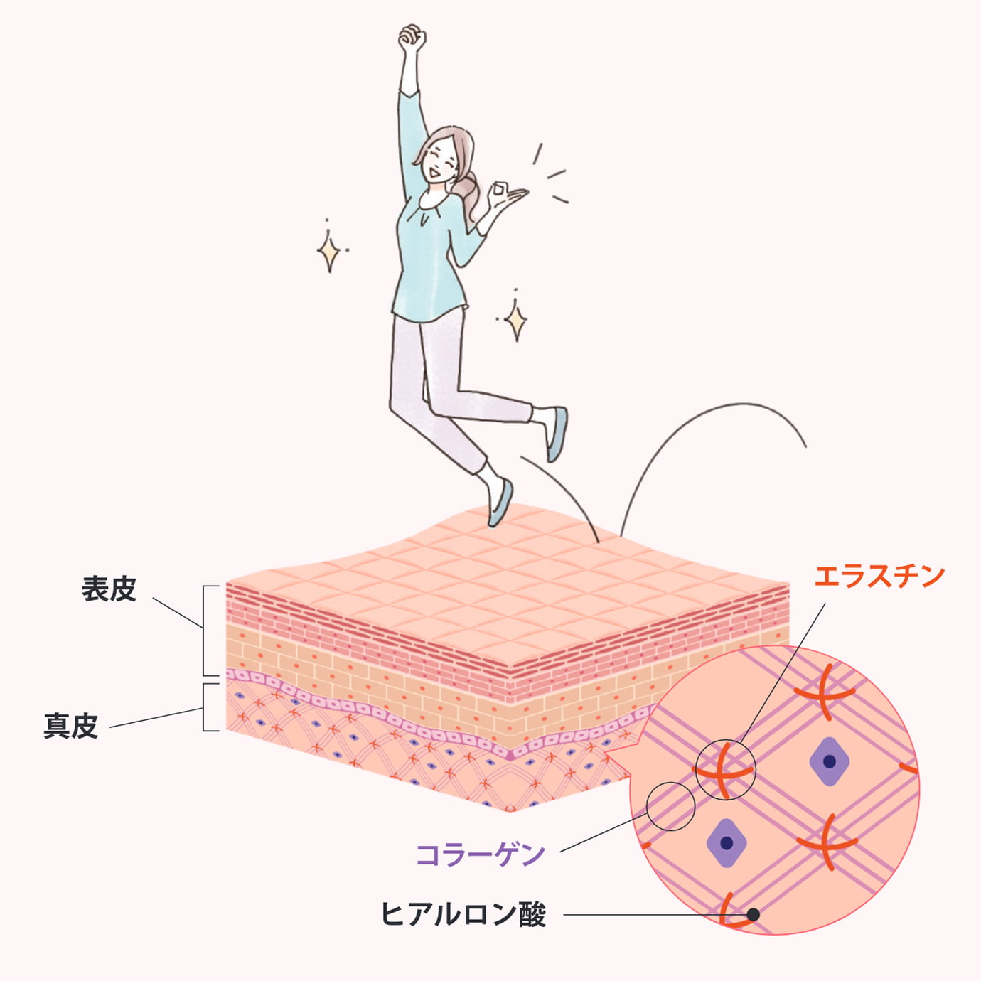 表皮の下に真皮