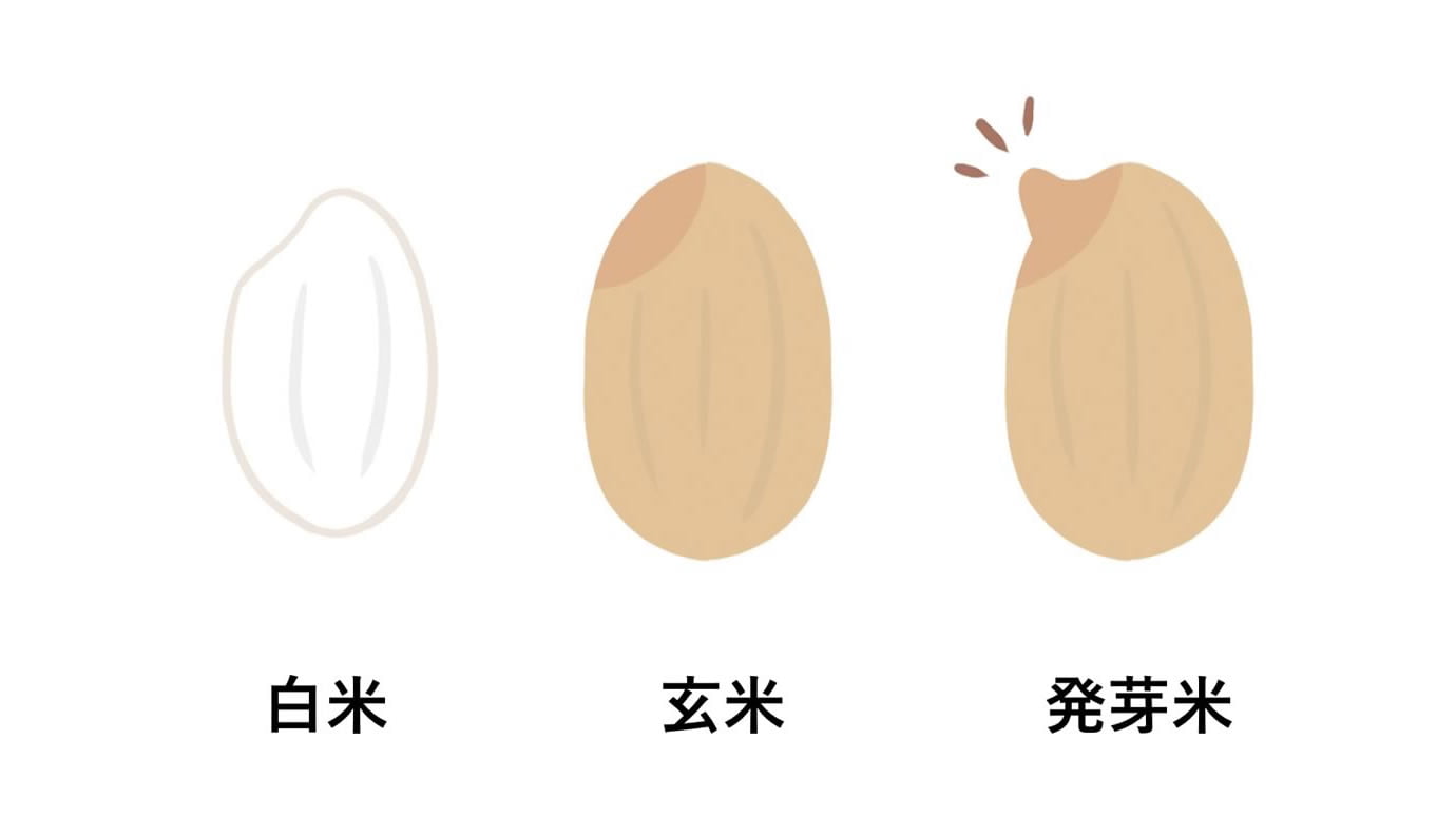 発芽米