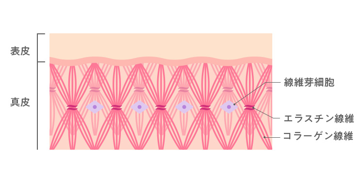 肌の断面の画
