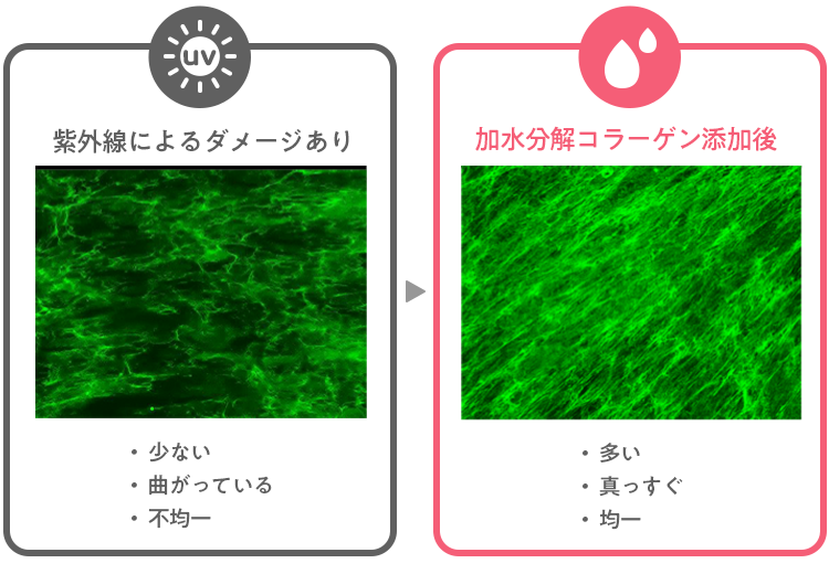 紫外線によるダメージがあると繊維が少なく、曲がったり不均一になるが、加水分解コラーゲン添加後は繊維が多く、真っすぐで均一になる様子の図