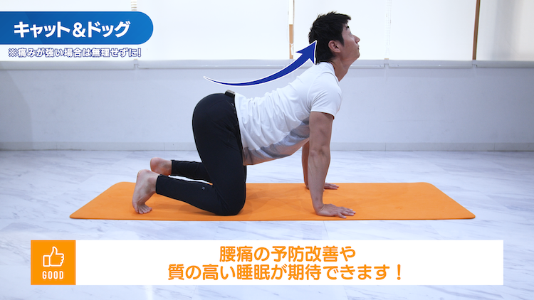 キャットアンドドッグ