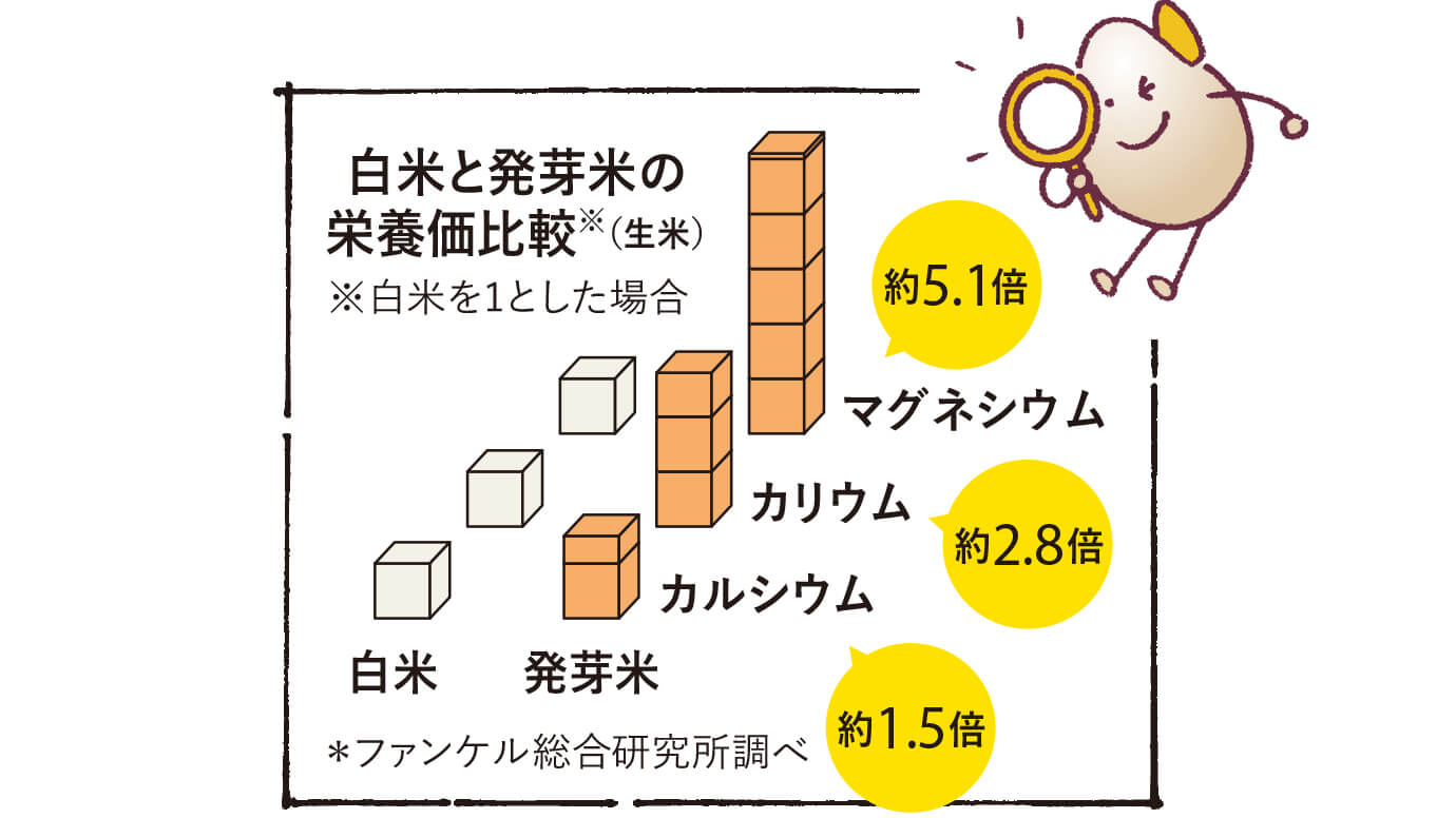 白米と発芽米の栄養比較※(生米)