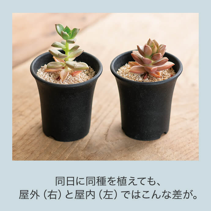 同日に同種を植えても、屋外(右)と屋内(左)ではこんな差が。