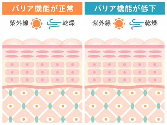 肌のバリア図