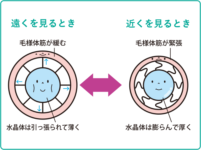 遠くを見るとき 毛様体筋が緩む 水晶体は引っ張られて薄く 近くを見るとき 毛様体筋が緊張 水晶体は膨らんで厚く