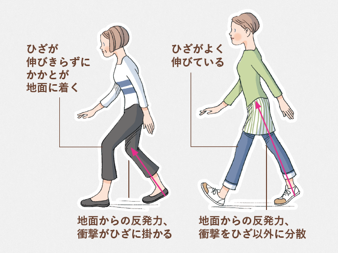 ひざが伸びきらずにかかとが地面に着く 地面からの反発力、衝撃がひざに掛かる ひざがよく伸びている 地面からの反発力、衝撃をひざ以外に分散