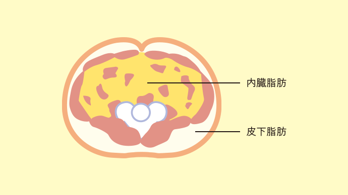 内臓脂肪 皮下脂肪