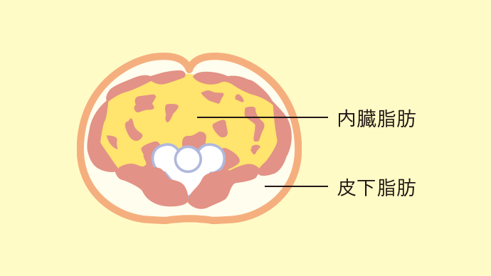 内臓脂肪 皮下脂肪