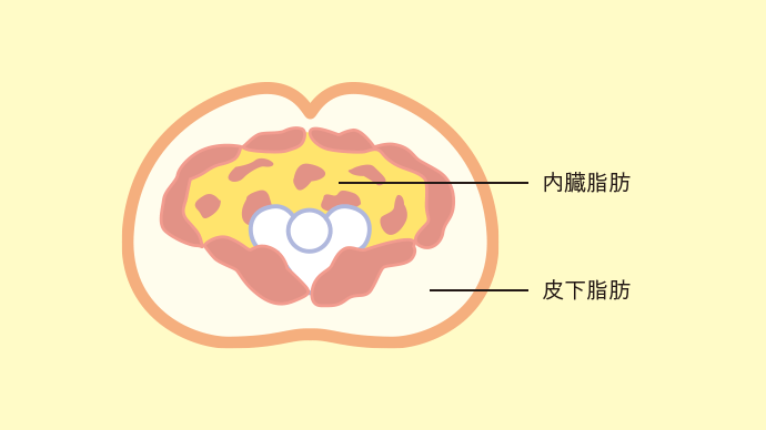 内臓脂肪 皮下脂肪