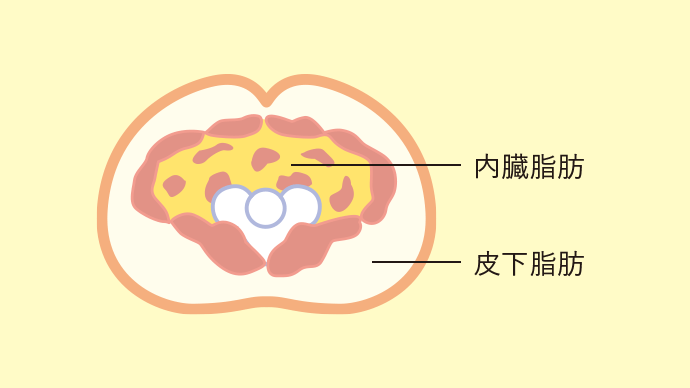 内臓脂肪 皮下脂肪
