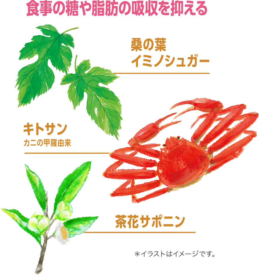 食事の糖や脂肪の吸収を抑える　桑の葉イミノシュガー／キトサン カニの甲羅由来／茶花サポニン］　＊イラストはイメージです