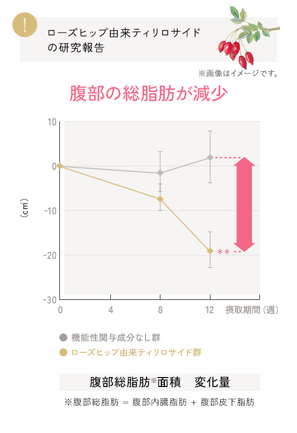 腹部の総脂肪が減少