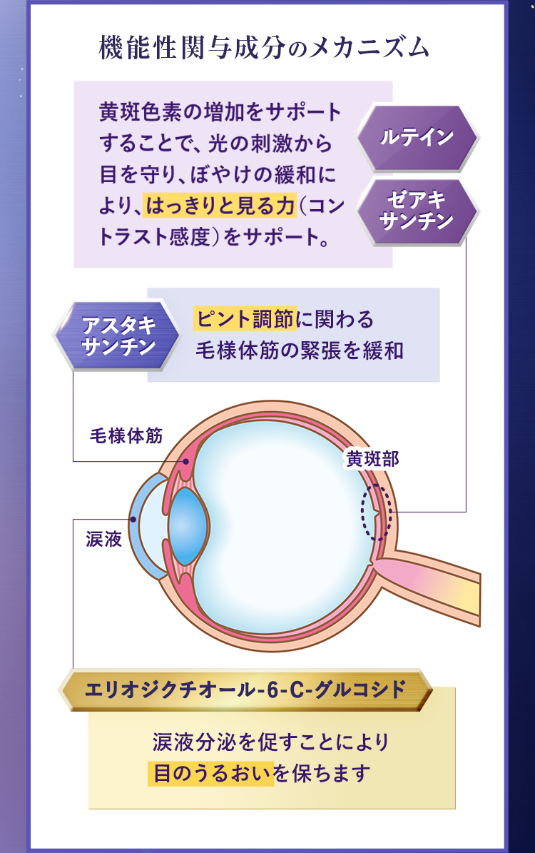 機能性関与成分のメカニズム