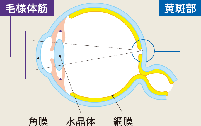 断面図