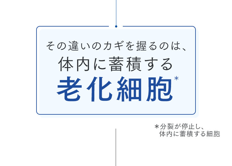 その違いのカギを握るのは、体内に蓄積する老化細胞