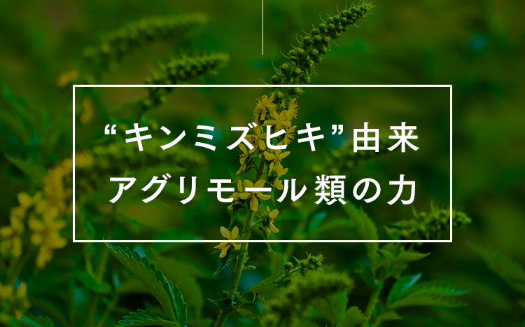 “キンミズヒキ”由来アグリモール類の力