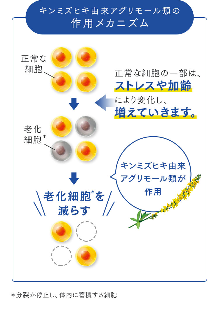 キンミズヒキ由来アグリモール類の作用メカニズム