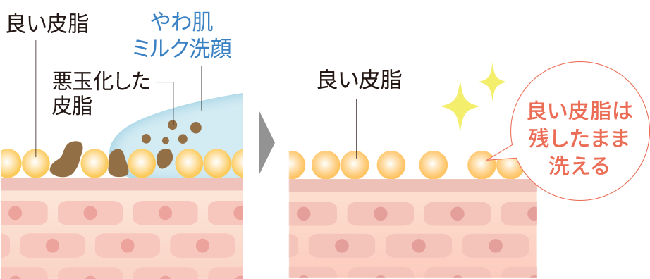 肌のイメージ