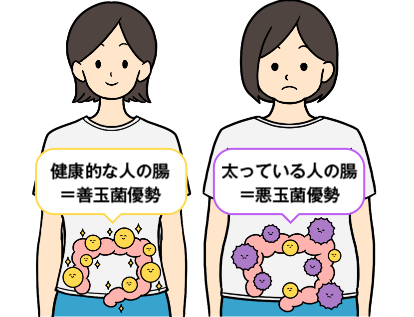 健康的な人の腸＝善玉菌優勢 太っている人の腸＝悪玉菌優勢