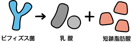 ビフィズス菌 乳酸菌 短鎖脂肪酸