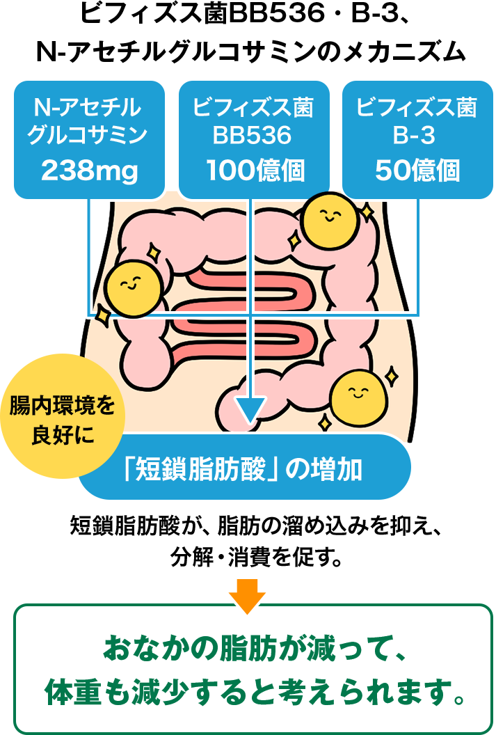 ビフィズス菌BB536・B-3、N-アセチルグルコサミンのメカニズム N-アセチル
								グルコサミン238mg ビフィズス菌BB536 100億個 ビフィズス菌B-３ 50億個 腸内環境
								良好に 「短鎖脂肪酸」の増加 短鎖脂肪酸が、脂肪の溜め込みを抑え、分解・消費を促す。おなかの脂肪が減って、体重も減少すると考えられます。