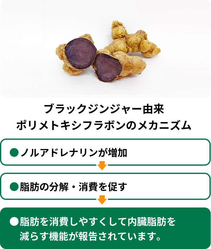 ブラックジンジャー由来ポリメトキシフラボンのメカニズム ●ノルアドレナリンが増加 ●脂肪の分解・消費を促す●脂肪を消費しやすくして内臓脂肪を減らす機能が報告されています。