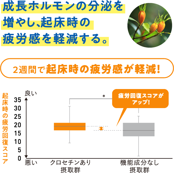 成長ホルモンの分泌を増やし、起床時の疲労感を軽減する。