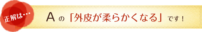 正解は…　Aの「外皮が柔らかくなる」です！